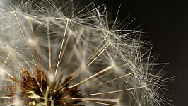 9 Dandelion_clock_detail.jpg