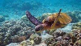 Hawaii_turtle_2.jpg