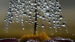 drops 5948056_orig.jpg