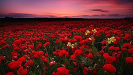 flowers-8.jpg