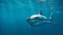 great-white-shark-.jpg