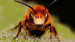 macro-bee-.jpg