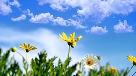 spring-daisy-.jpg